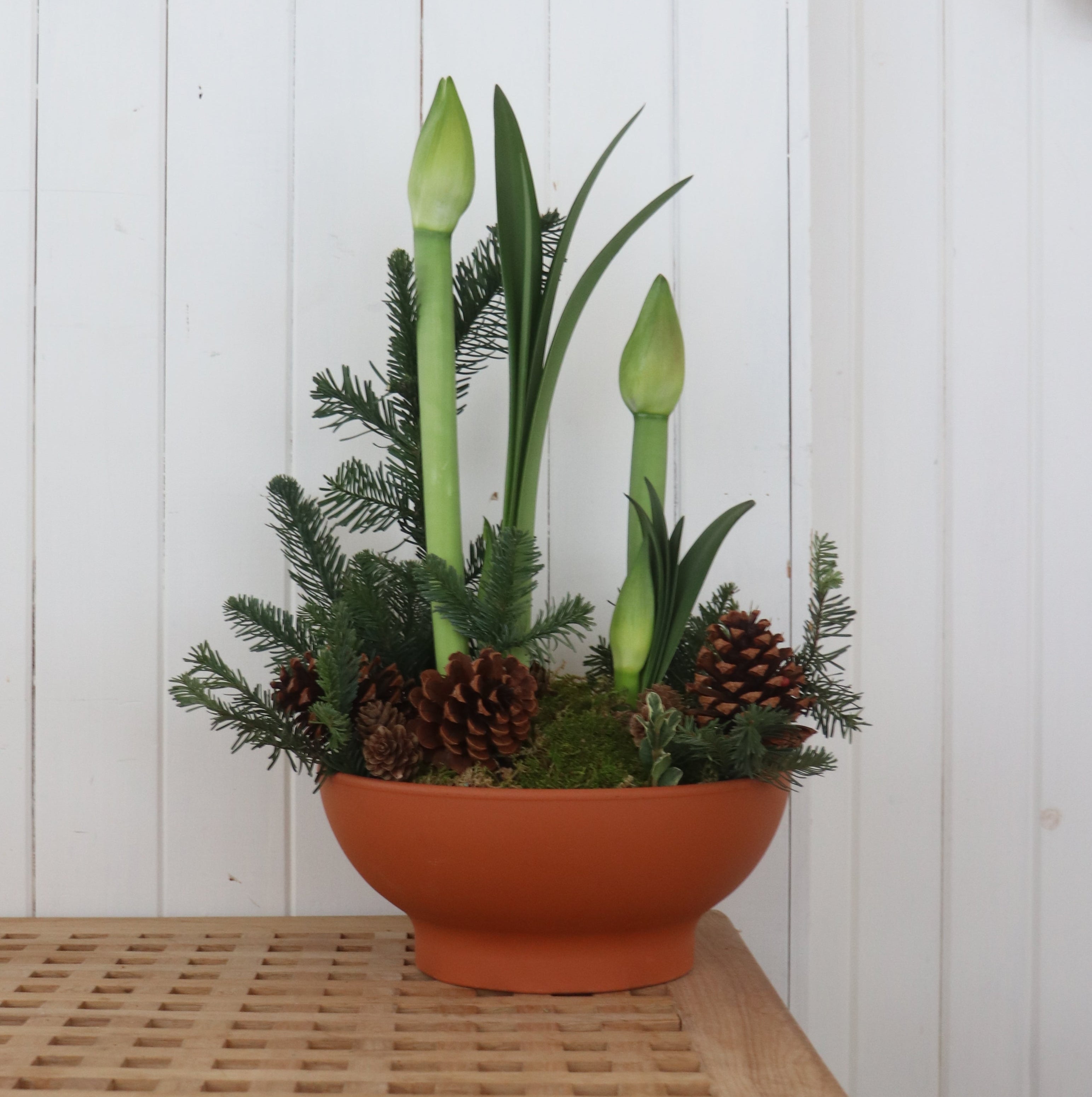 Red Potted Amaryllis